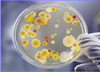 Recubrimientos en polvo antimicrobianos